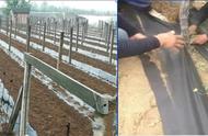 北方庭院葡萄种植方法全过程（庭院葡萄种植技术和管理）