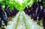 露天线茄种植技术与管理（露地长茄种植管理方法）