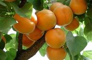 杏树在几月份播种育苗（杏树育苗什么时候最好）