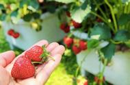 家庭阳台草莓种植方法及注意事项（阳台种植草莓的时间和方法步骤）