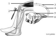 膝跳反射的反射弧图解（膝跳反射算是完整的反射）