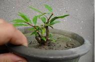 石榴盆栽怎么才能长粗枝