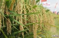 南方优质水稻品种（南方水稻品种排名）