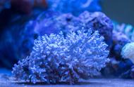 海水珊瑚种植方法（珊瑚的种植方法和注意事项）