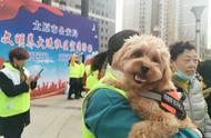 太原大型犬养狗证怎么办理（太原市办狗证哪些狗不能办）