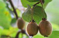 猕猴桃树苗种植方法及种植时间（猕猴桃扦插方法）
