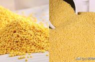 大黄米和小黄米哪个营养最好（大黄米与小黄米功效的区别）