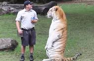 动物园饲养员如何给猛兽喂食（饲养员都是怎么喂动物的）