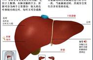 肝脏在身体哪个部位图片（男人肝疼痛位置图）