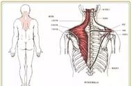 斜方肌的锻炼方法图解（斜方肌的徒手最佳锻炼方法）