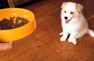 幼犬2个月能吃干狗粮吗（两个月幼犬可以吃干狗粮吗）