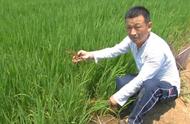 水稻免耕直播种植方法（免耕播种机价格表）