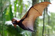 蝙蝠的翅膀最多有多长（蝙蝠撑开翅膀有多长）