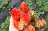 双流冬草莓是反季节水果吗（冬天的草莓算不算反季节水果）