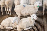 10只母羊一年能产多少只羊（10头奶羊一年利润多少）