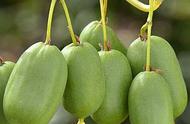 软枣猕猴桃是先长叶还是先开花（软枣猕猴桃几年开花结果）
