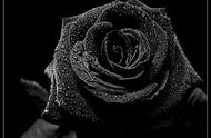 黑玫瑰与黑牡丹花语（黑玫瑰的花语和象征图文）