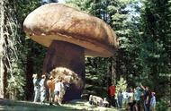 世界上个体最大的蘑菇（世界上最大蘑菇生长在什么地方）