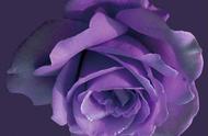 11支紫玫瑰的花语（紫玫瑰花语100种）