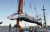 日本为什么杀鲸（为什么中国人支持日本杀鲸）