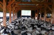 50只大羊用多少平米羊圈（50只羊的羊圈需要多少平方）
