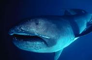 世界上最大的鲨鱼（世界上最恐怖一只鲨鱼）