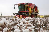 阿瓦提县145万亩棉花开始采收（新疆哪些地方退出棉花种植）