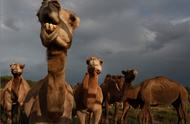 骆驼的繁殖方式（大象配对繁殖）