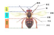 昆虫的特征50字（昆虫简介50字左右）