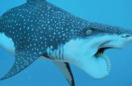 世界上最稀有的鲨鱼排行榜（十种最大的鲨鱼排行榜）