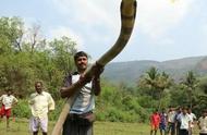 眼镜王蛇最大的40斤（中国最大一条蛇多大）