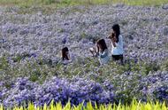 野菊花呀野菊花歌词（野菊花歌词儿童版）