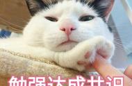 怎样养猫会把猫咪养得特别粘人（新手养猫怎么让猫粘人温柔）