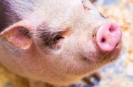 猪呕吐的原因及治疗方法（猪呕吐数量较多治疗方法）