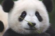熊猫为啥爱吃竹子（哪四种动物爱吃竹子）