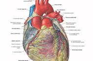 左心室和左心房的关系（左心房与左心室的关系）