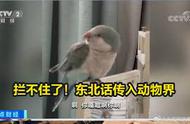 世界上真正的鹦鹉会学人说话吗