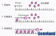 pcr技术引物是啥（pcr技术为什么要加引物）