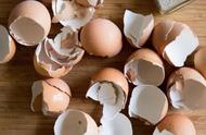 鸡蛋壳如何做肥料（鸡蛋壳加醋和水做肥料）
