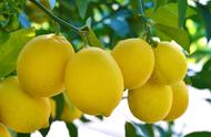 秋季盆栽柠檬树如何养护（柠檬树盆栽花期养护方法）