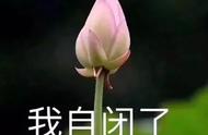 百香果开花有什么办法（百香果要怎么才能让它开花）