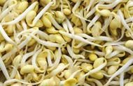 种黄豆芽的方法和过程图片（土里种黄豆芽的方法和过程）