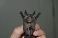 蝙蝠是什么动物进化过来的（蝙蝠是什么动物变出来的）