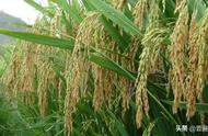 亩产2000公斤稻谷是真是假（十大稻种排名第一名）