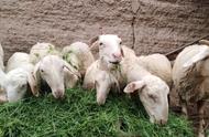 羊羔几月怀孕（养羊10只一年赚多少钱）