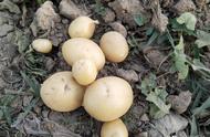 秋土豆种植时间和方法（秋土豆立秋前种植最佳）