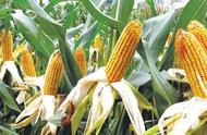 登海511玉米种子亩产量多少斤（登海511和登海533哪个高产）