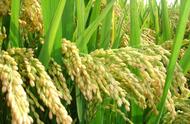 硅肥的最佳使用时期在水稻上（硅肥对水稻的作用及使用方法）