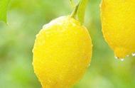 柠檬的种植方法及管理技术（柠檬的种植和养殖方法）