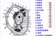 细胞的部分结构示意图（细胞各个结构名称）